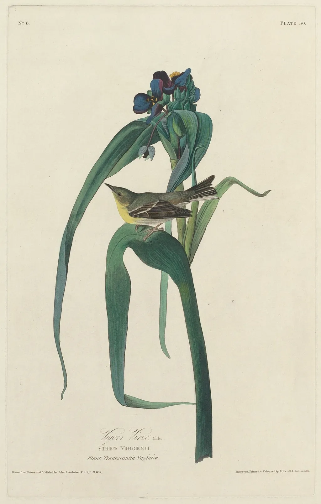 Vigors Vireo, by Havell, Jr., Robert, ink, 1828