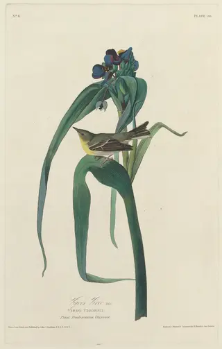 Vigors Vireo, by Havell, Jr., Robert, ink, 1828