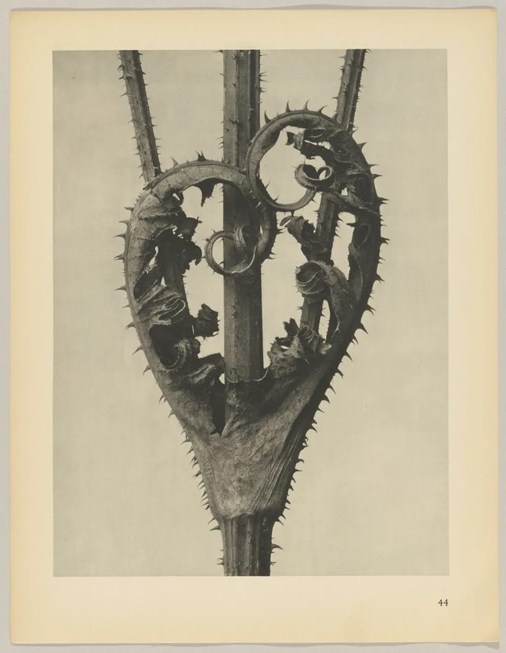 Dipsacus laciniatus, by Karl Blossfeldt, 1928