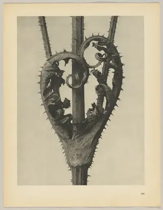 Dipsacus laciniatus, by Karl Blossfeldt, 1928