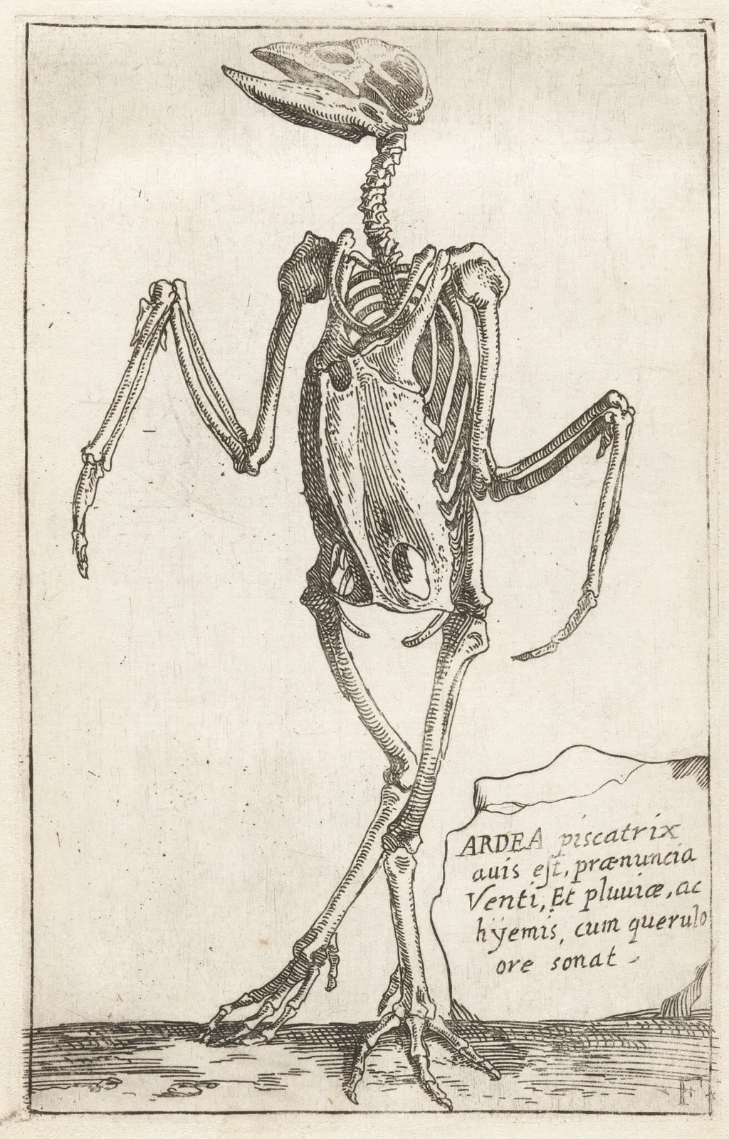 Skeleton of a Heron, by Teodoro Filippo di Liagno, ink, 1620