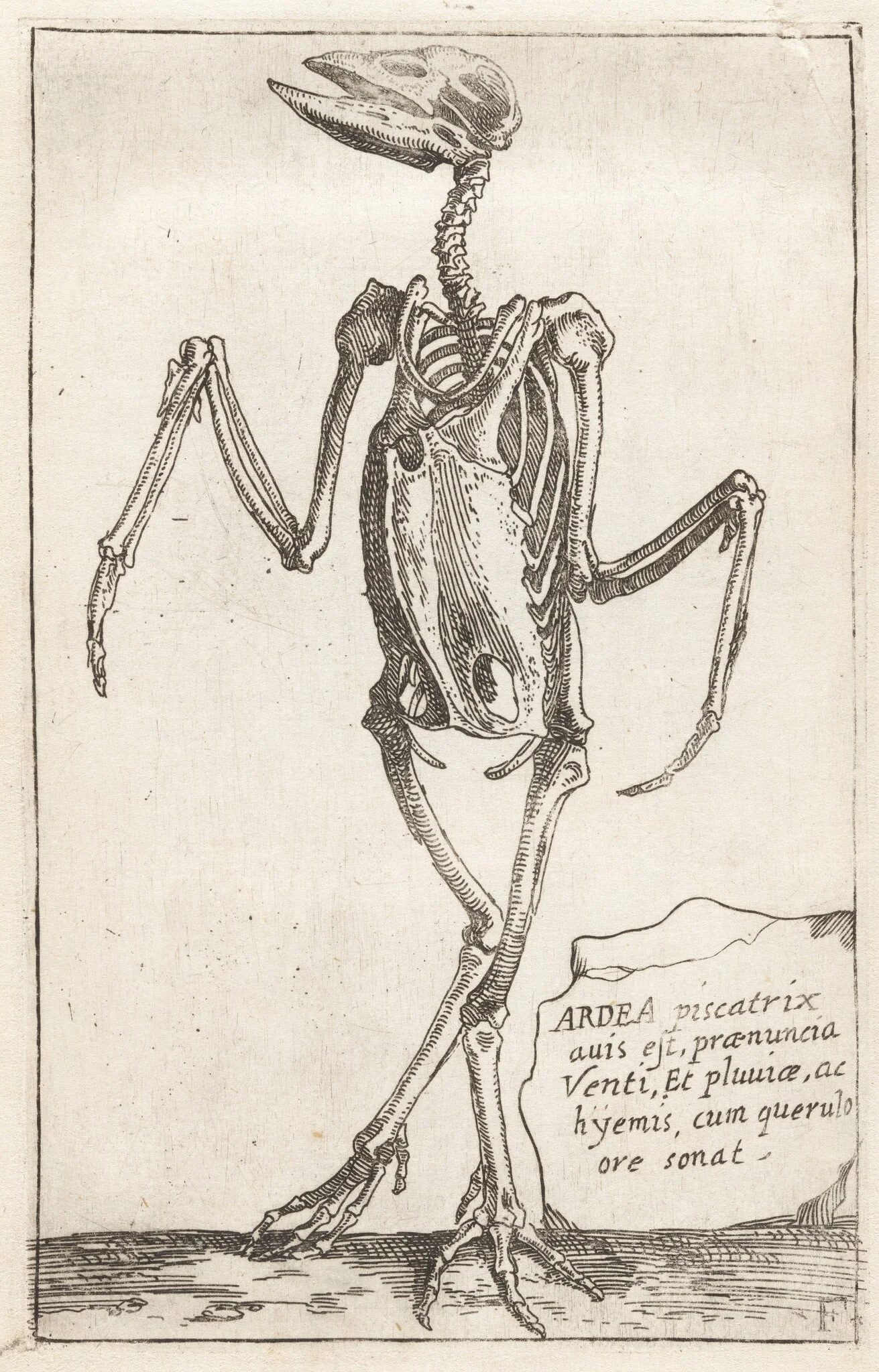 Skeleton of a Heron, detail