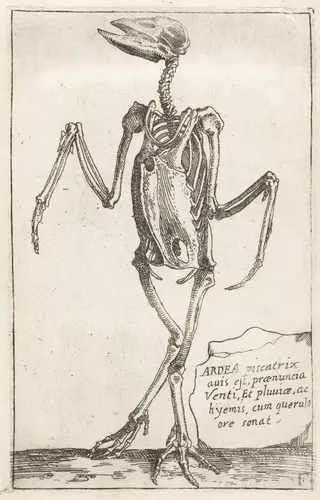 Skeleton of a Heron, by Teodoro Filippo di Liagno, ink, 1620