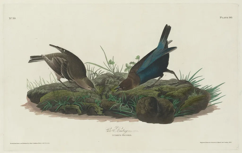 Cow Bunting, by Havell, Jr., Robert, ink, 1830