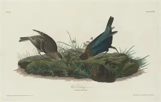 Cow Bunting, by Havell, Jr., Robert, ink, 1830