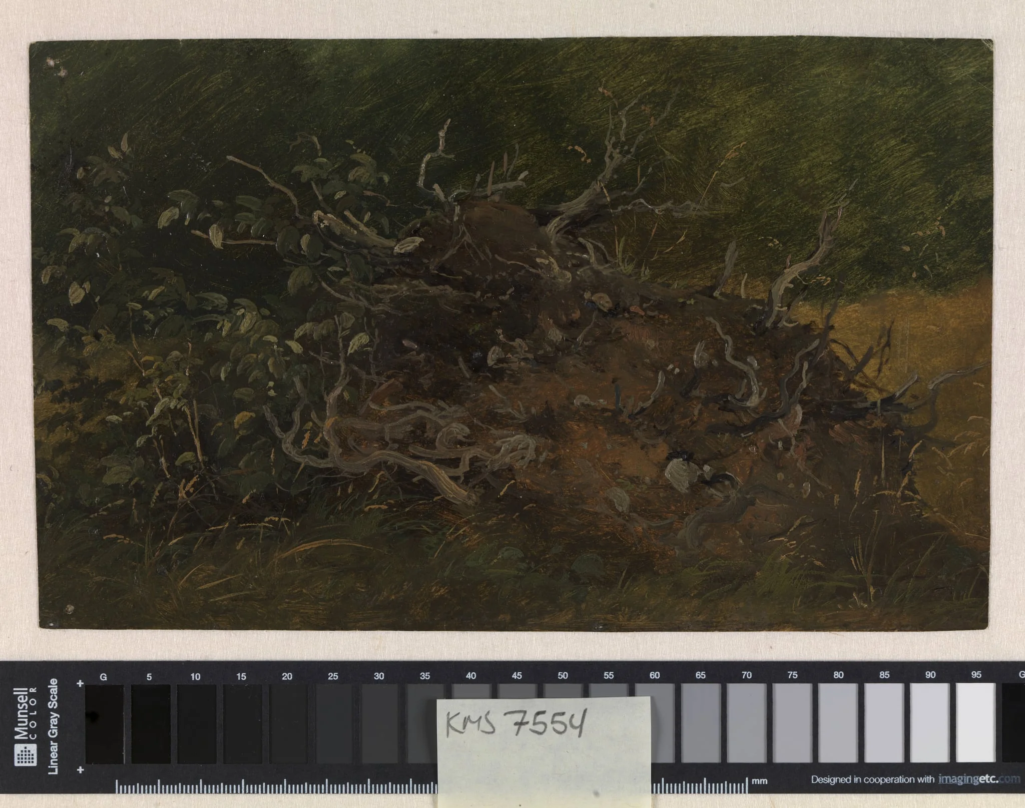 Study of a Tree Stump, detail