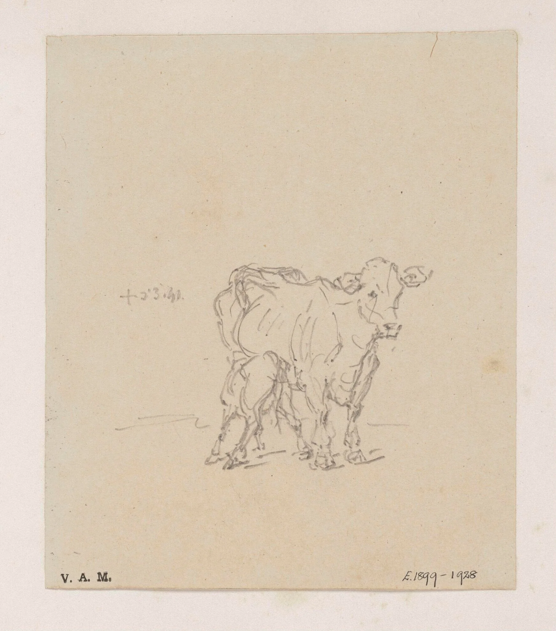 A cow and calf, detail