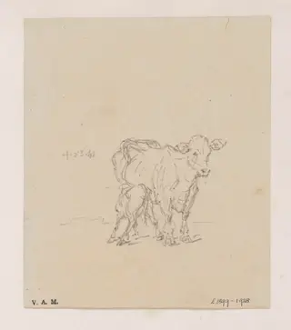 A cow and calf, by George Chinnery, 4
