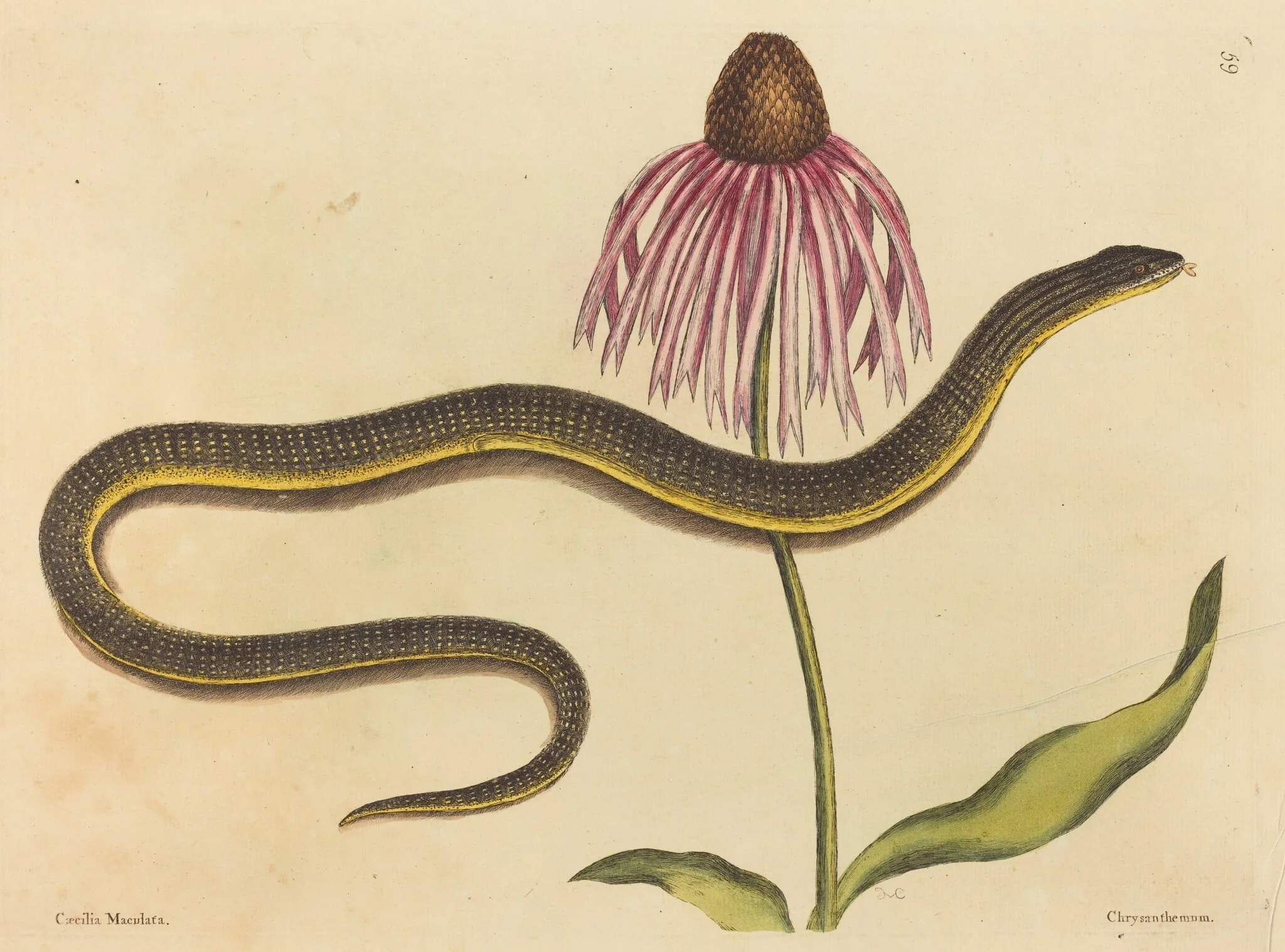 The Glass Snake (Anguis ventralis), detail