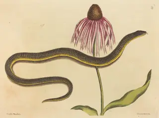The Glass Snake (Anguis ventralis), by Mark Catesby, ink, 1737