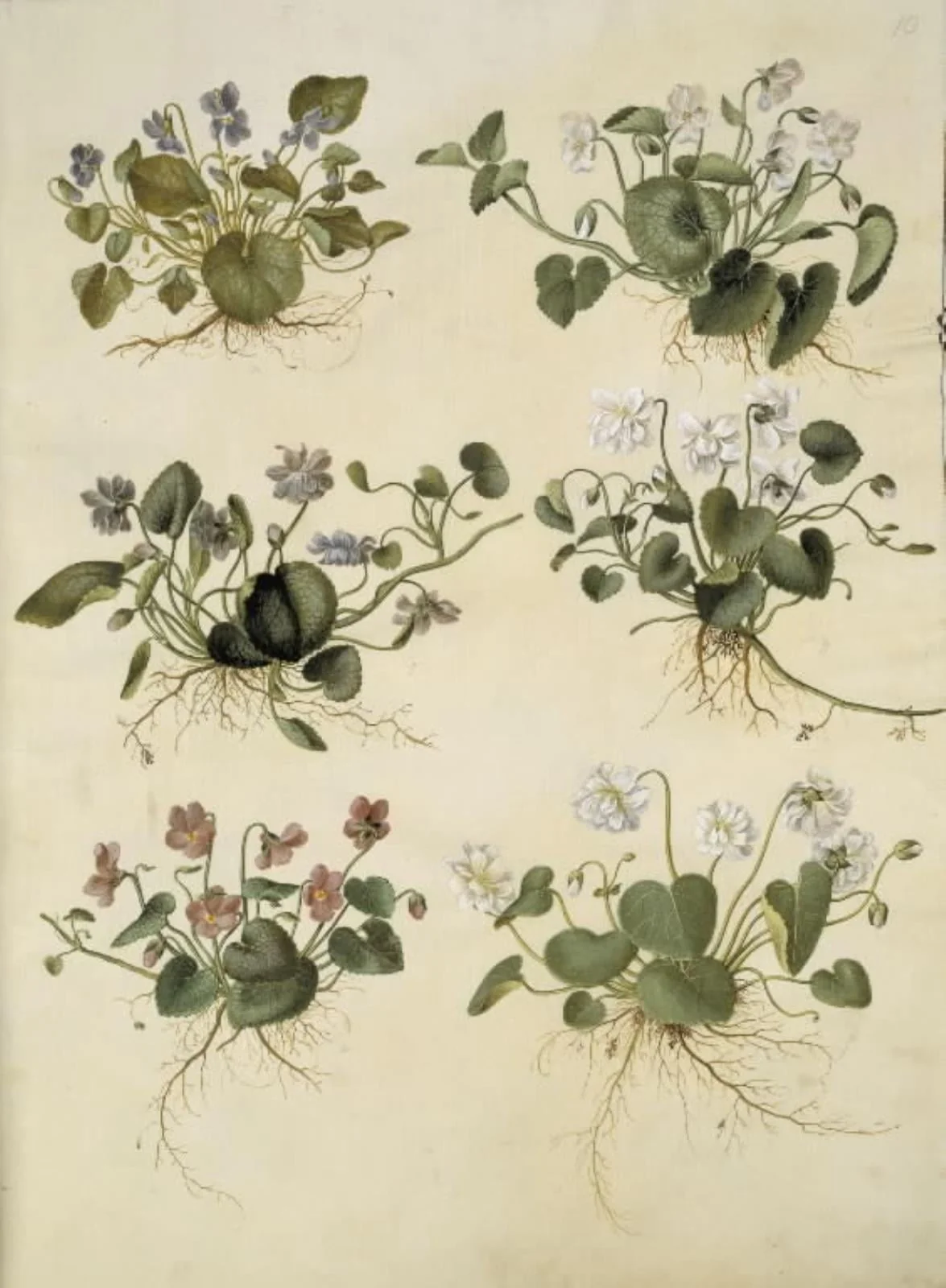 Viola odorata (marts-viol), detail