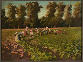 Harvesting beetroots, by Franciszek Łubieński, oil, 1910