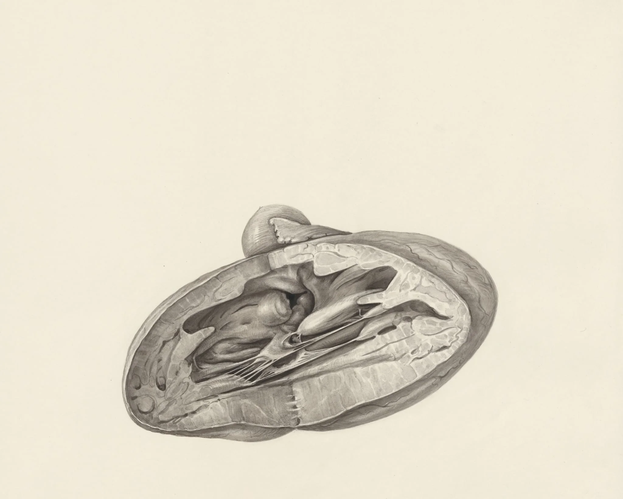 Cross section of a heart, detail