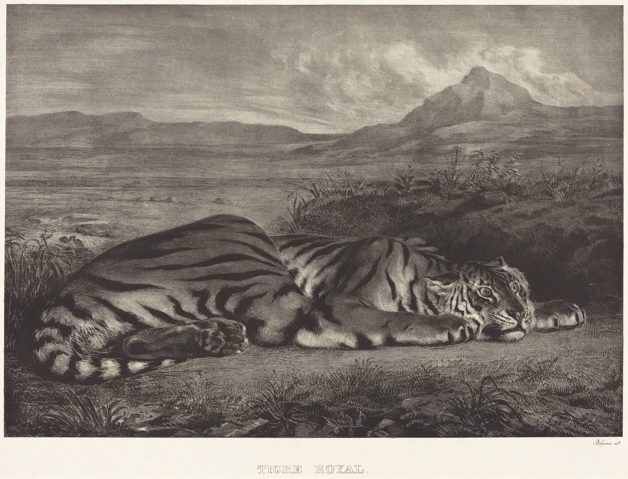 Royal Tiger (Tigre Royal), detail