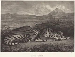 Royal Tiger (Tigre Royal), by Eugène Delacroix, ink, 1829