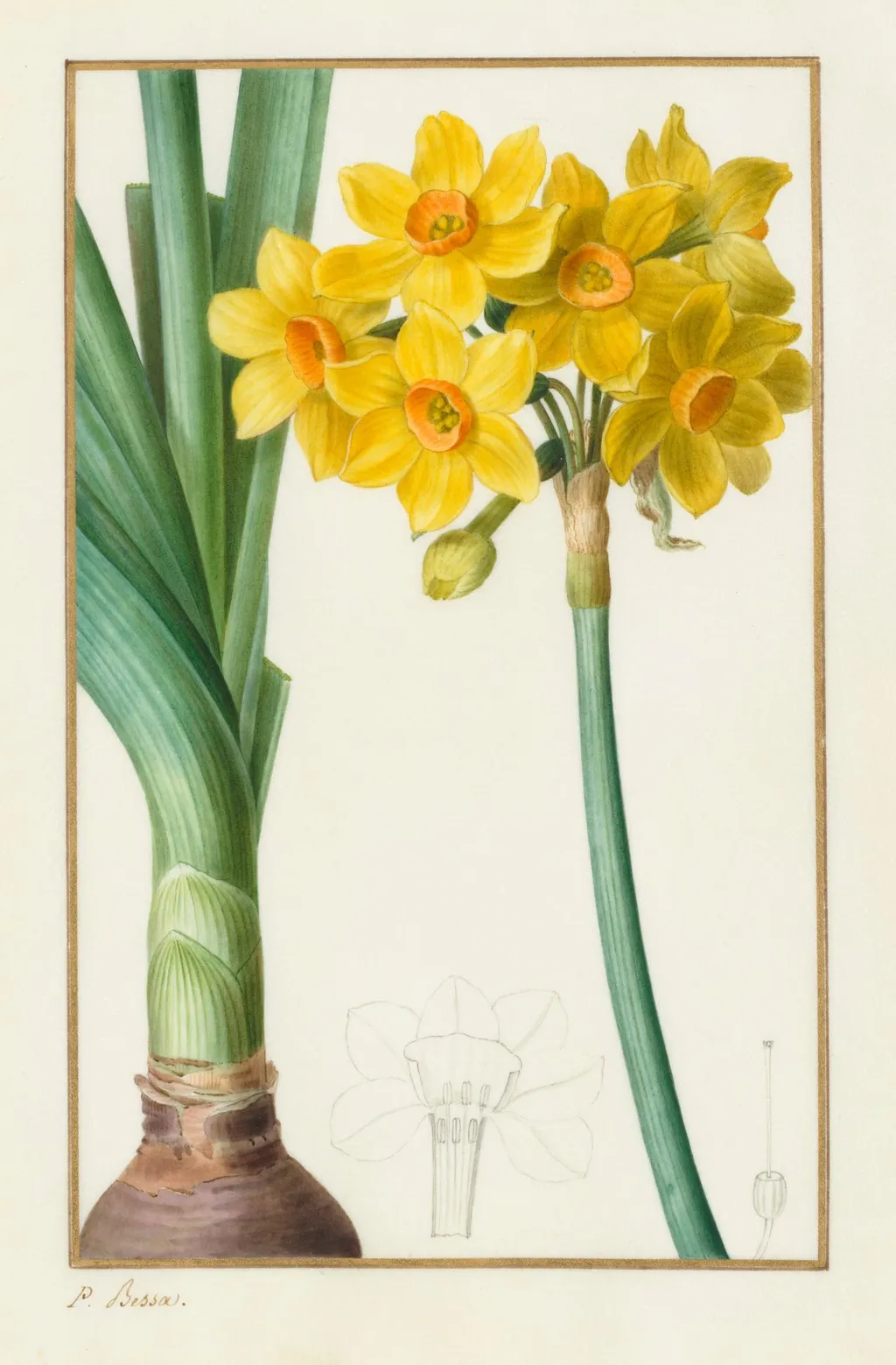 Polyanthus or Cluster Narcissus (Botanical: Narcissus tazetta), by Pancrace Bessa, 1836