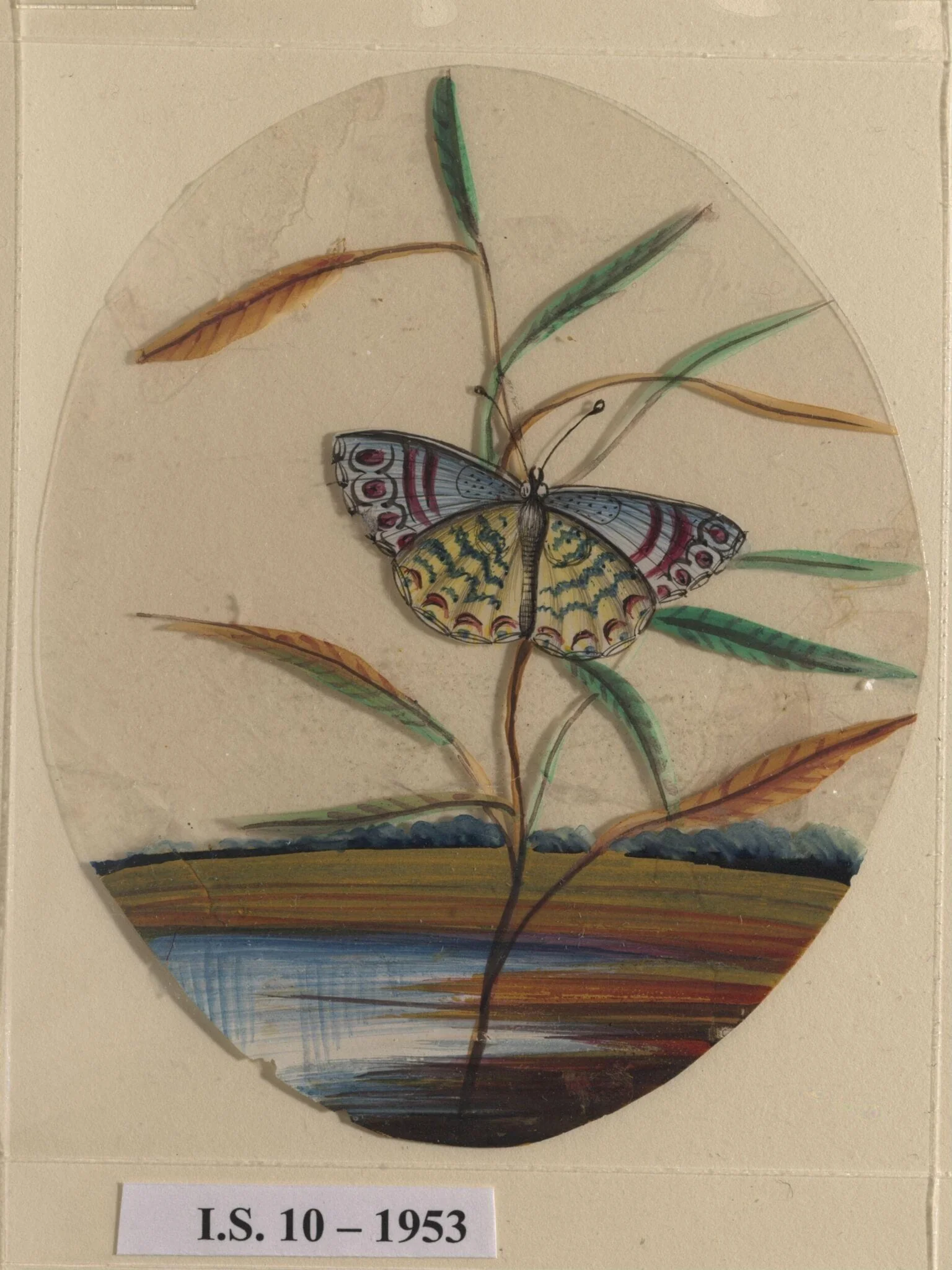 An unidentified butterfly on a leaf, detail
