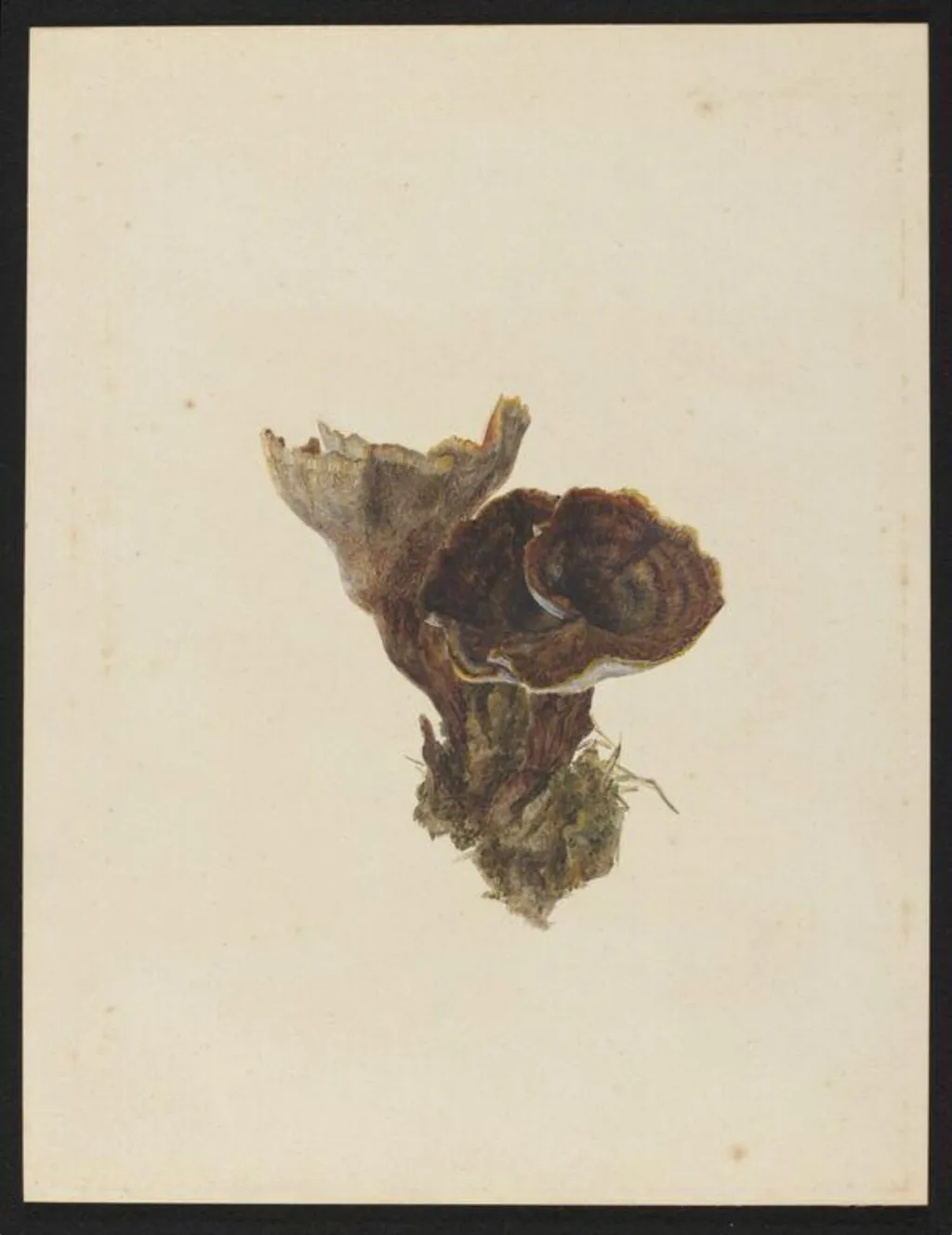 Untitled, by Beatrix Potter, watercolor, 11
