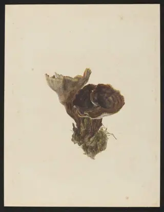 Untitled, by Beatrix Potter, watercolor, 11