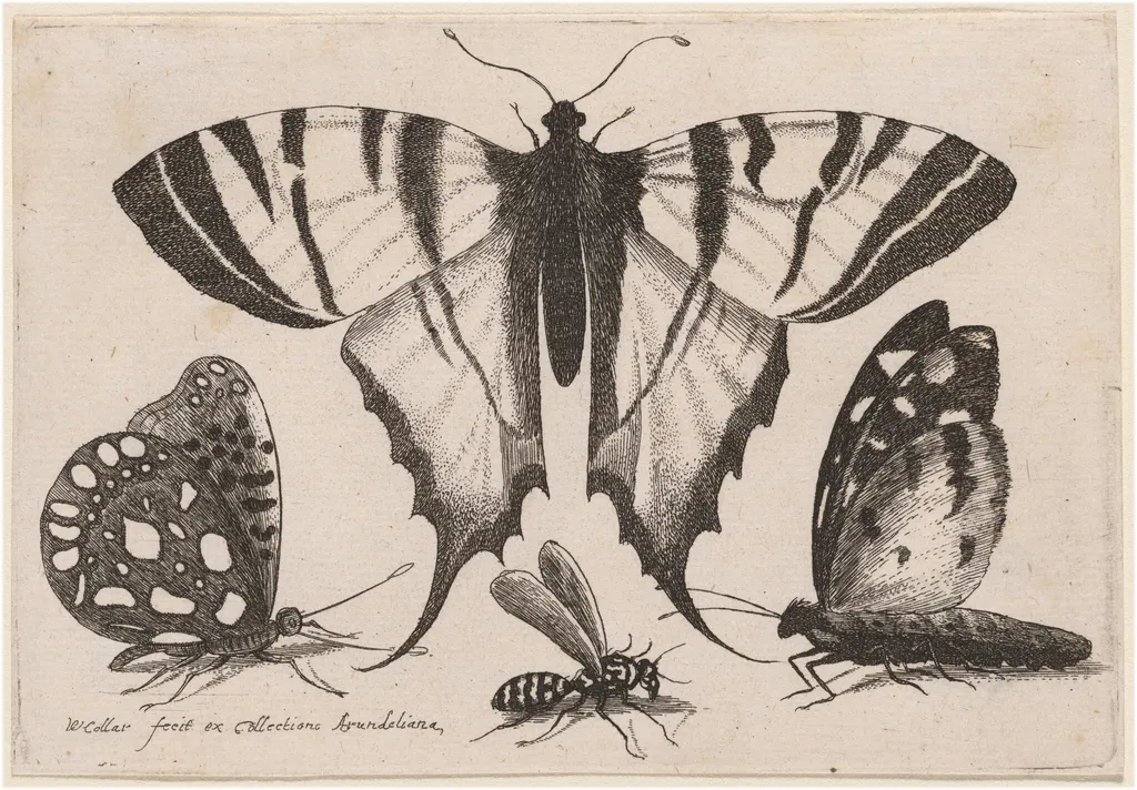 Two Butterflies, a Wasp, and a Moth, by Wenceslaus Hollar, ink, 1646
