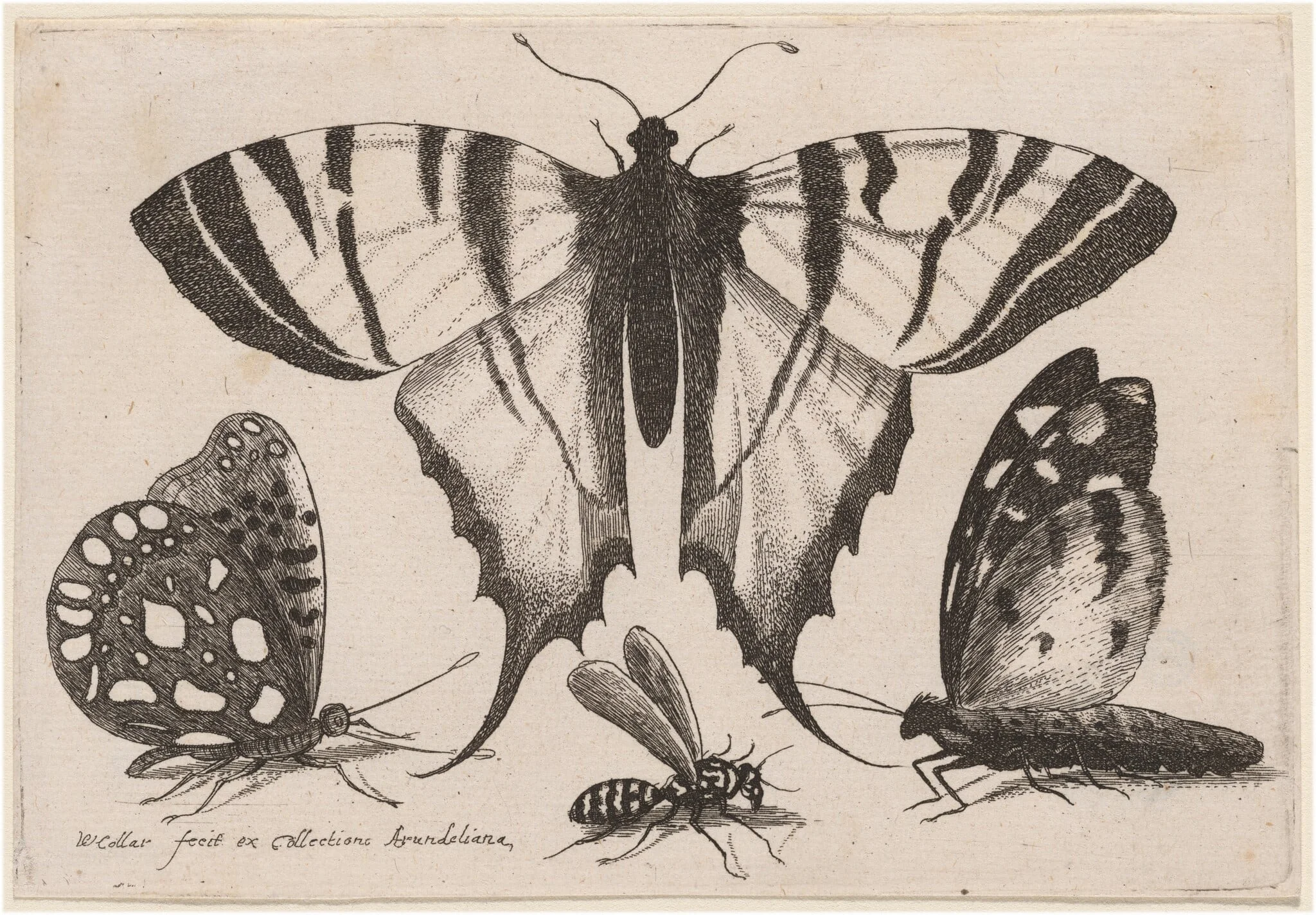 Two Butterflies, a Wasp, and a Moth, detail
