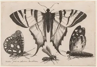 Two Butterflies, a Wasp, and a Moth, by Wenceslaus Hollar, ink, 1646