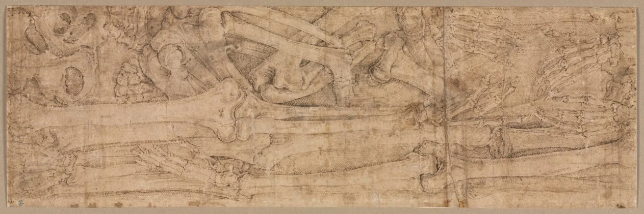 Arm Bones, detail