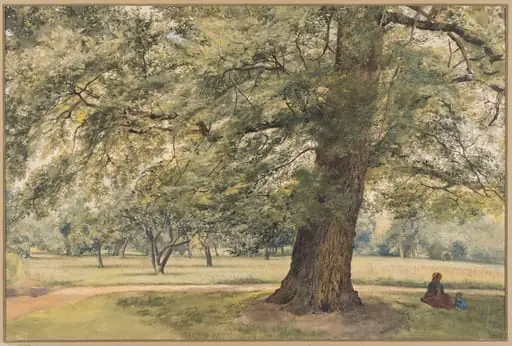 Study of an Elm Tree, by Thomas Frederick Collier, watercolor, 1864