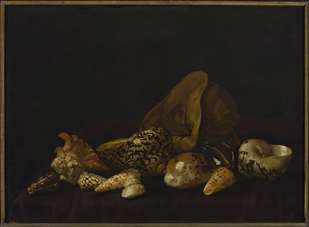 Seashells in a purple tapestry, by Abraham van Calraet, oil, 1696