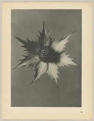 Eryngium giganteum, by Karl Blossfeldt, 1928