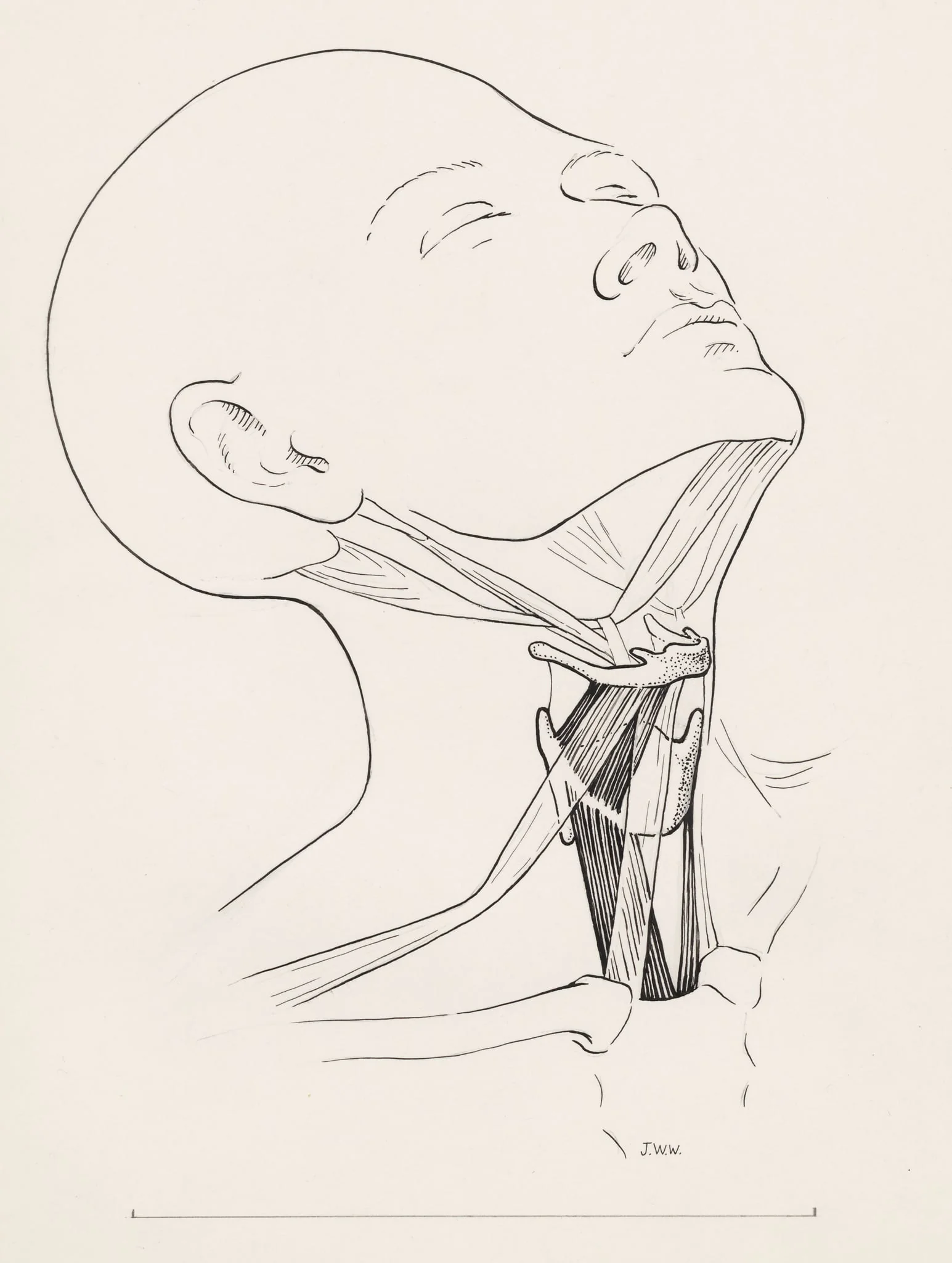 Muscular tissue of the human neck, detail
