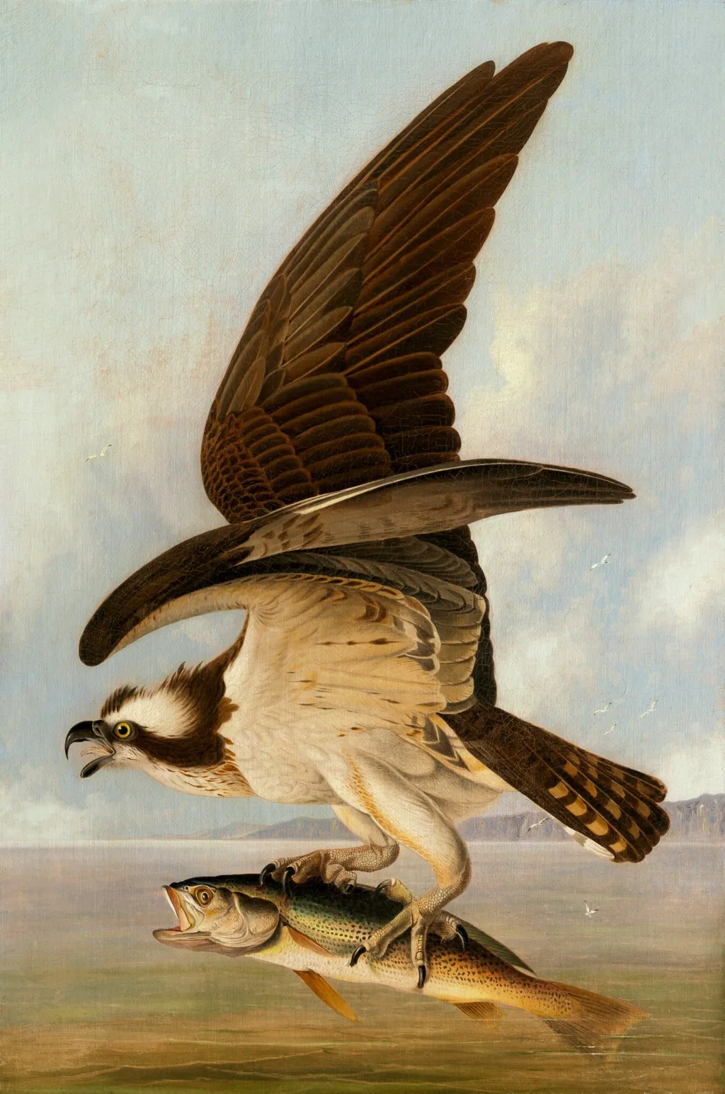 Osprey and Weakfish, by John James Audubon, oil, 1829