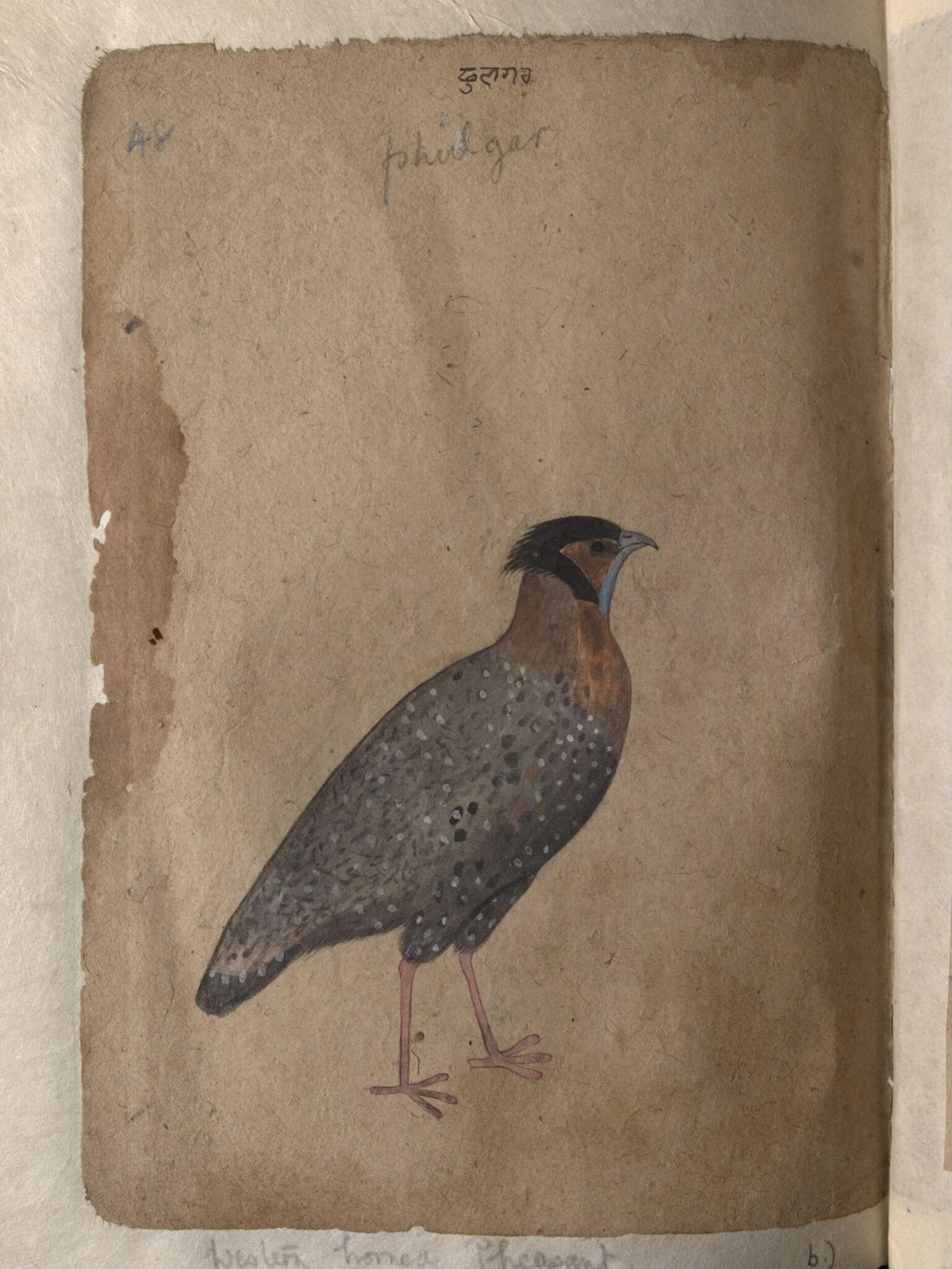 Depictions of Impeyan pheasant (male) and a Western horned pheasant of Northern India, detail