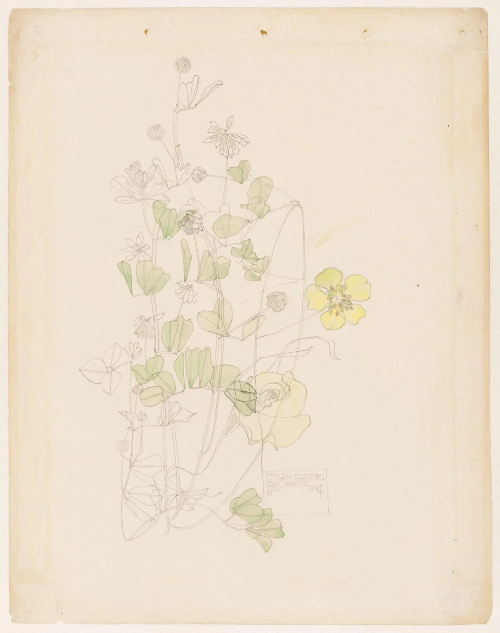 Yellow clover, detail