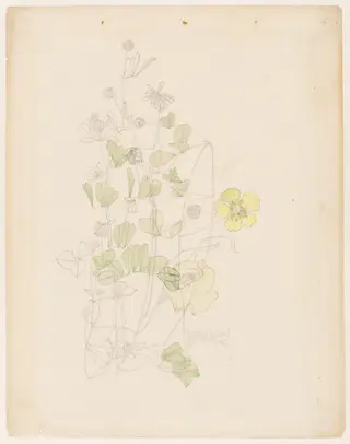 Yellow clover, by Charles Rennie Mackintosh, watercolor, 1901