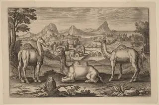 Two Dromedaries and a Camel, by Adriaen Collaert, ink, 1597