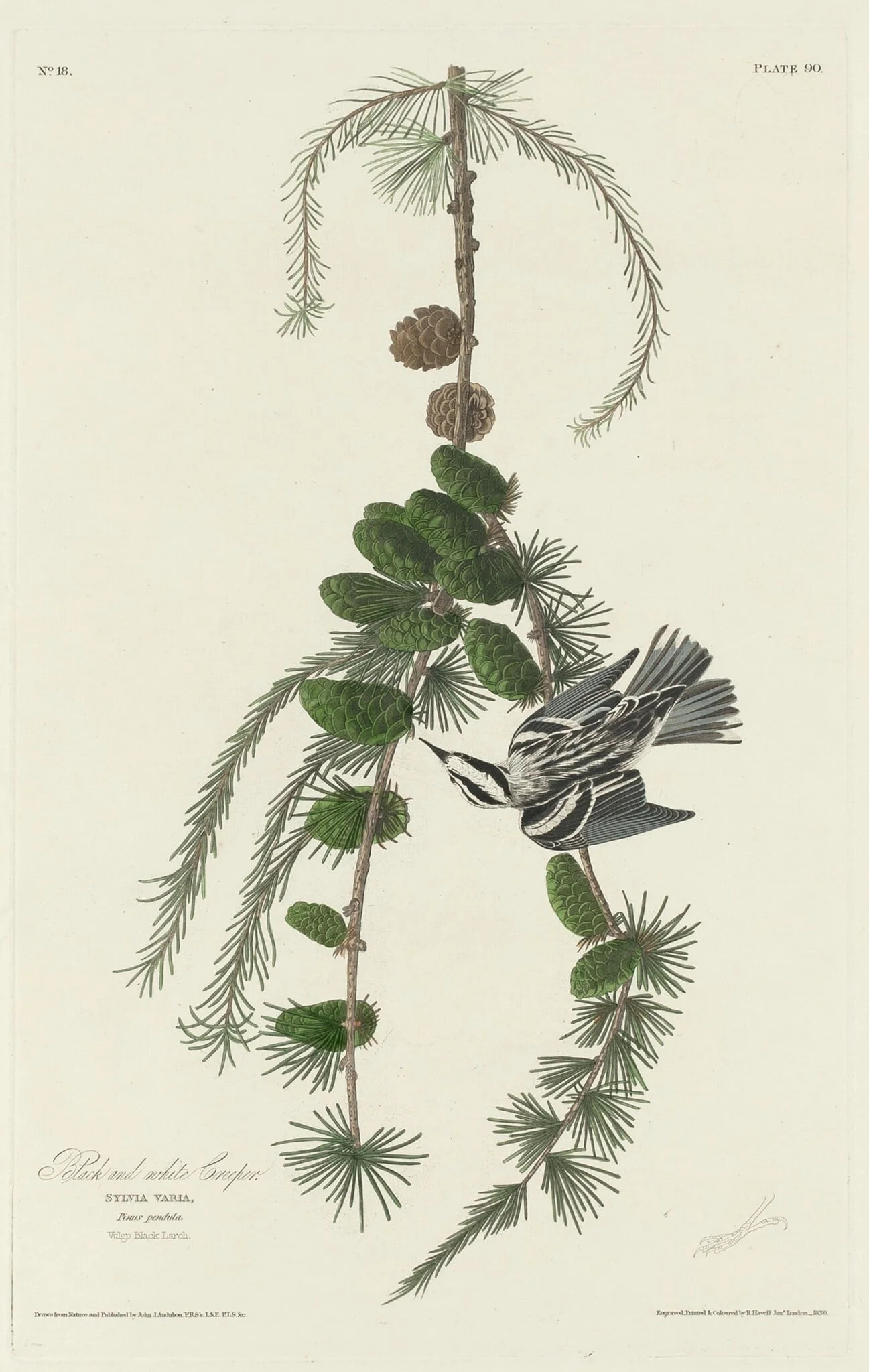 Black and White Creeper, detail