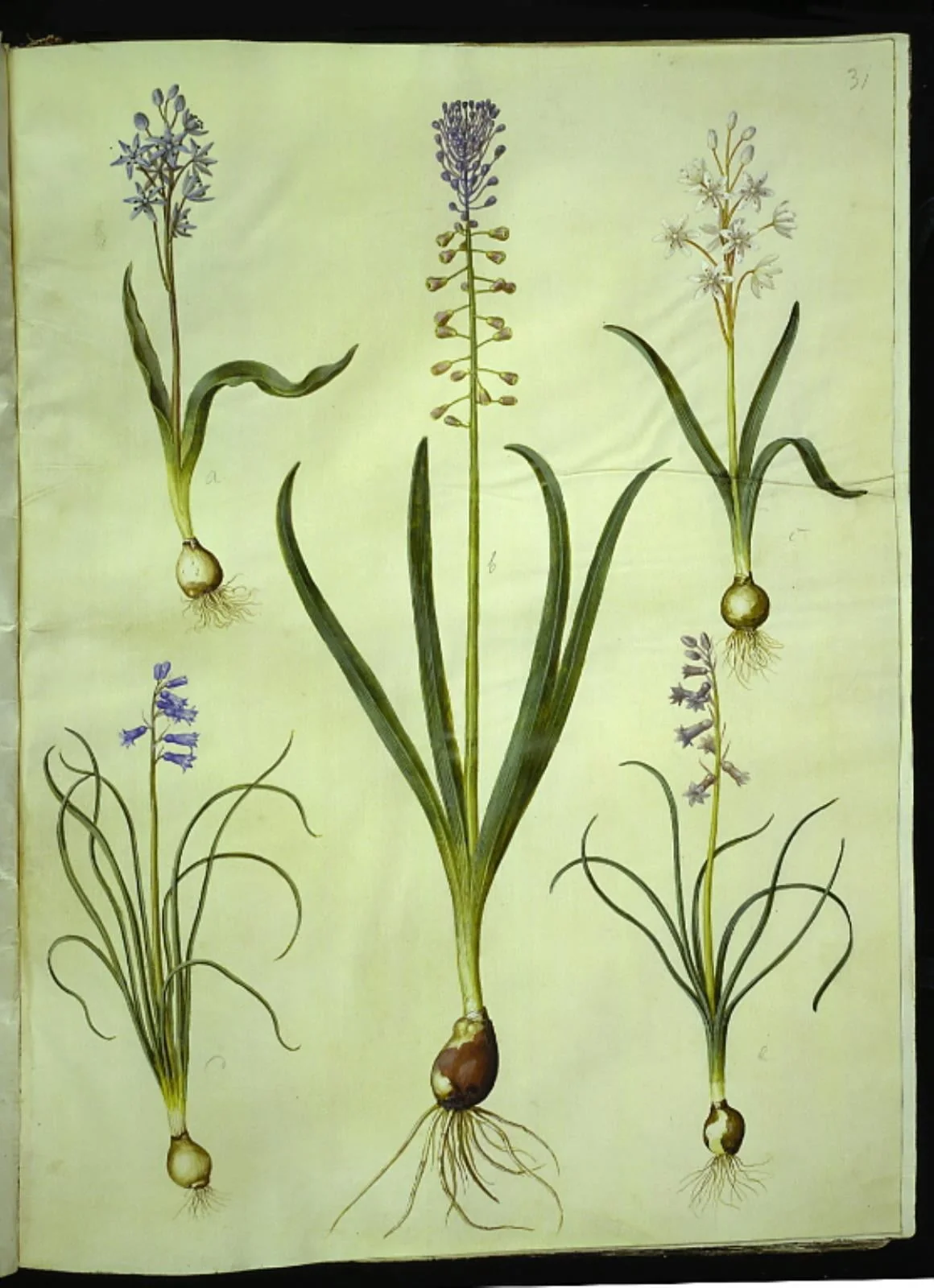 Scilla bifolia (tobladet skilla); Muscari comosum (duskhyacint); Brimeura amethystina (pyrenæisk hyacint), detail