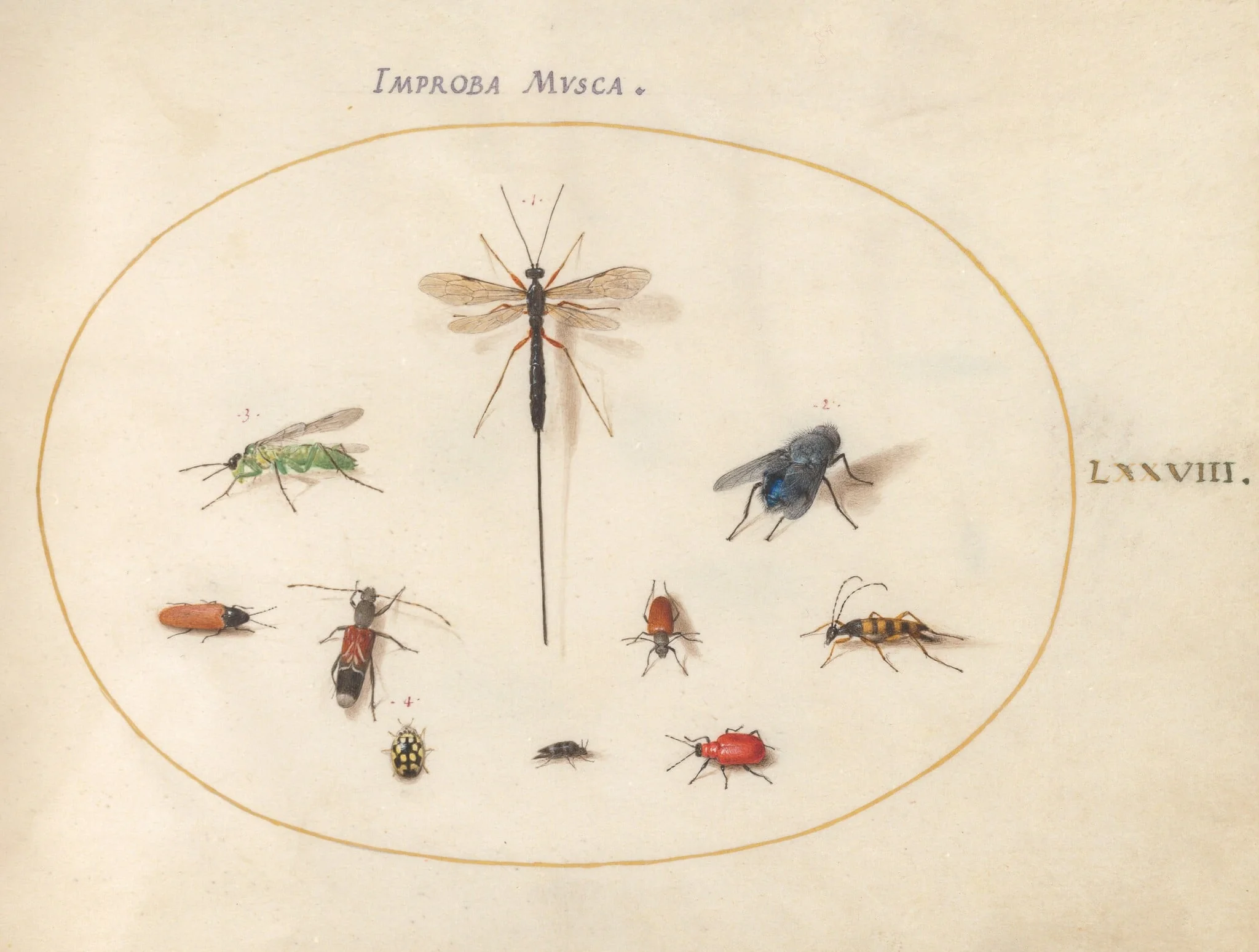 Plate 78: Ten Insects, Including a Blue Fly, detail