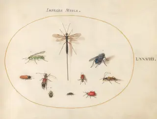Plate 78: Ten Insects, Including a Blue Fly, by Joris Hoefnagel, gouache, 1594