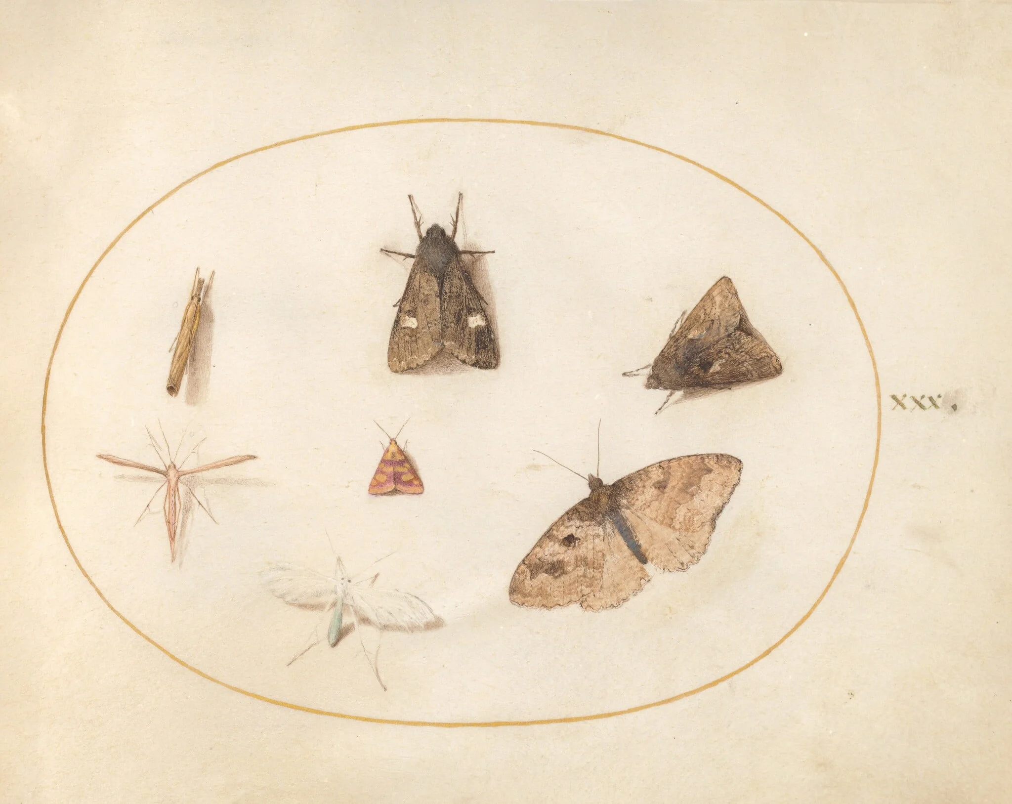 Plate 30: Seven Moths, detail