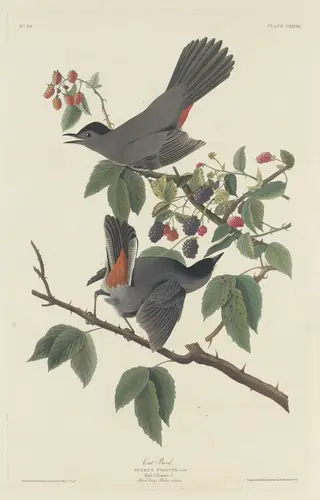 Cat Bird, by Havell, Jr., Robert, ink, 1832