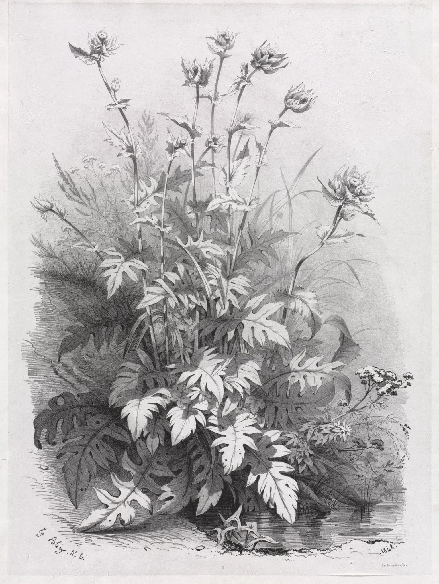Groups of Various Plants Drawn After Nature: No. 7, detail