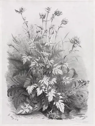Groups of Various Plants Drawn After Nature:  No. 7, by Eugene Bléry, 1848