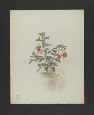 Untitled, by Bertram Potter, watercolor, 1891