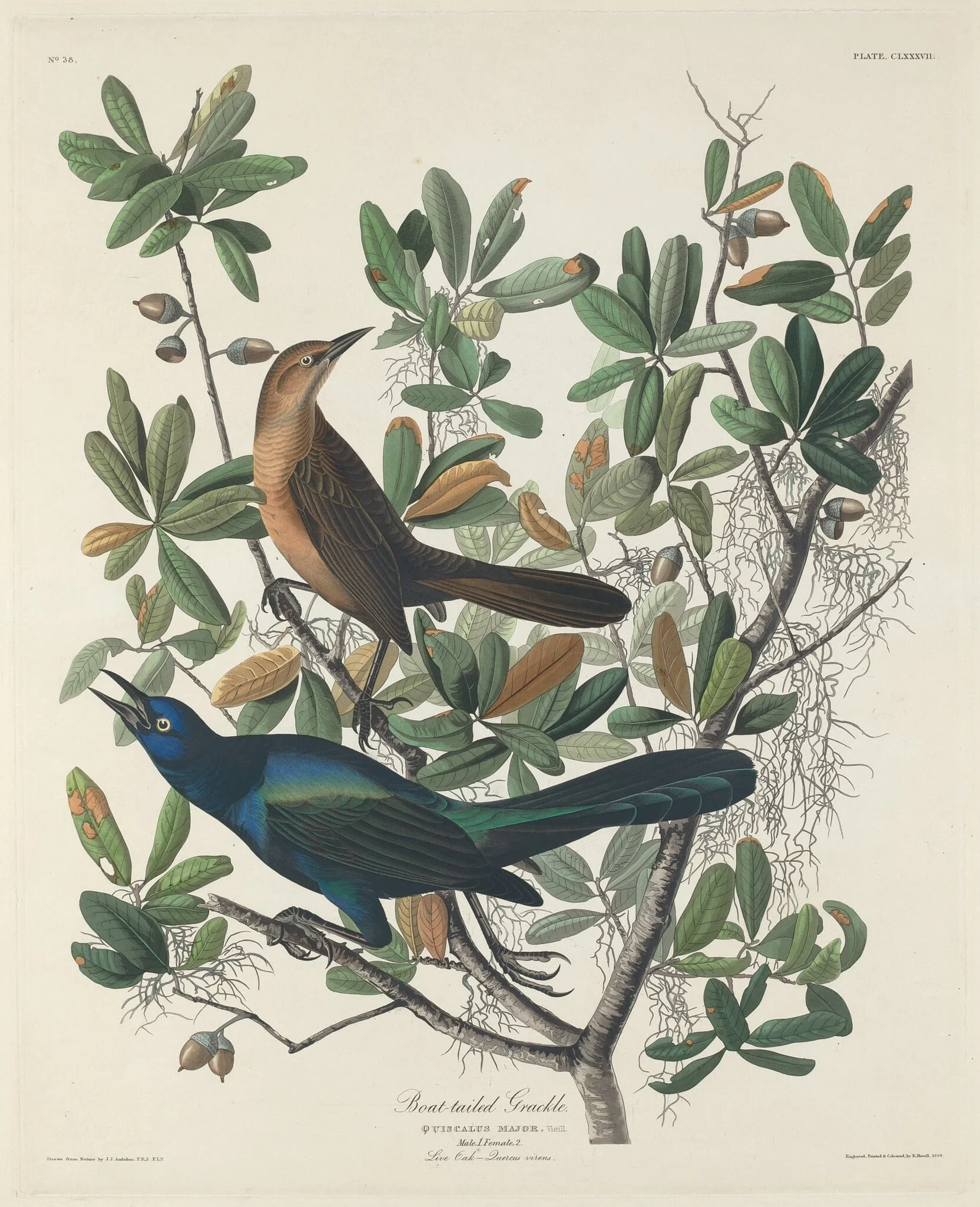 Boat-tailed Grackle, detail