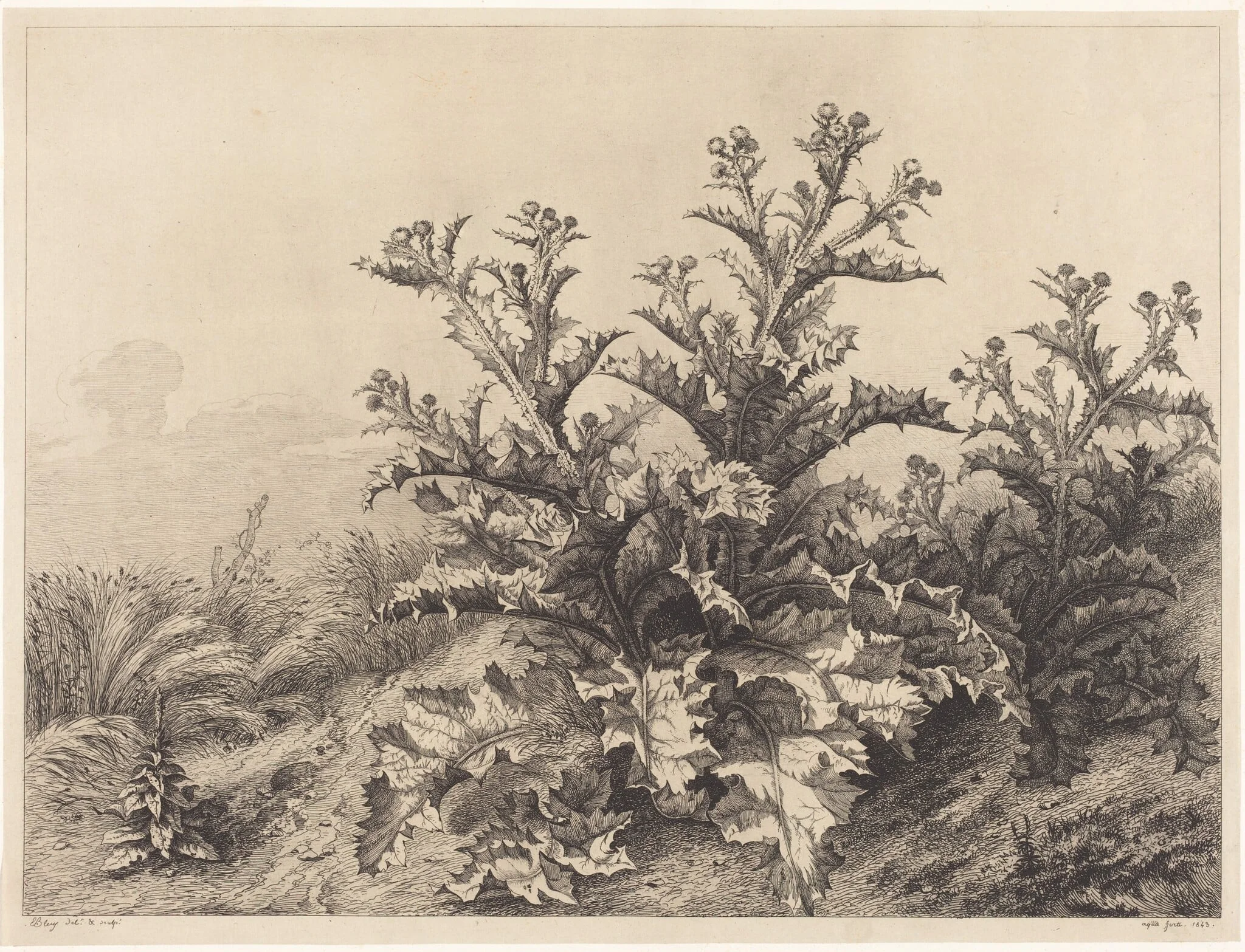 Large Thistle, detail
