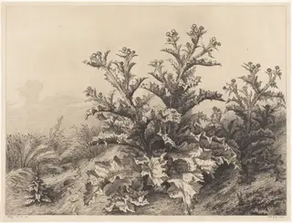 Large Thistle, by Eugène Bléry, ink, 1843