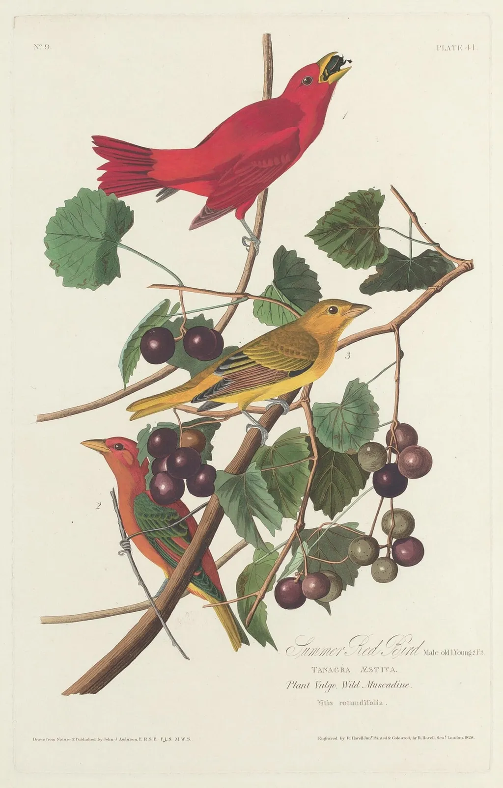 Summer Red Bird, by Havell, Jr., Robert, ink, 1828