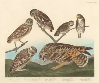 Burrowing Owl, Large-Headed Burrowing Owl andLittle Night Owl, by Havell, Jr., Robert, ink, 1838